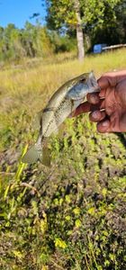 Largemouth Bass