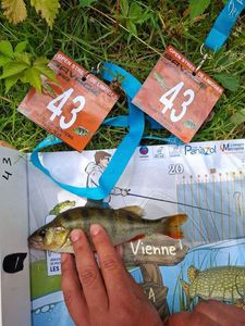 European Perch