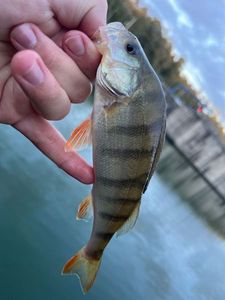 European Perch