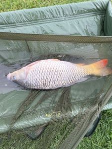 Crucian Carp