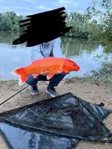 Koï Fish