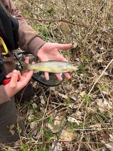Brown Trout