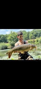Common Carp