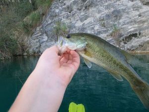 Smallmouth Bass