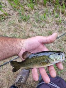 Largemouth Bass