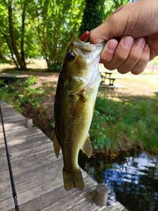Smallmouth Bass