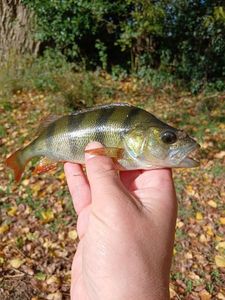 European Perch