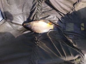 Mirror Carp