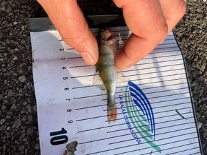 European Perch