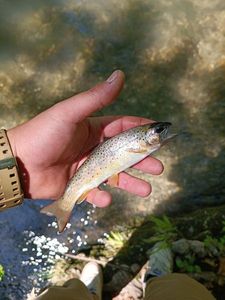 Brown Trout