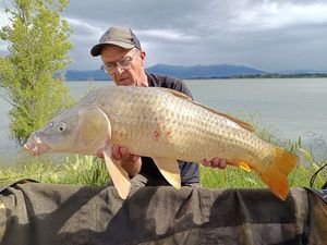 Common Carp