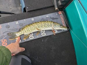 Northern Pike