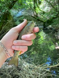Brown Trout
