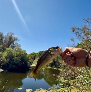 Largemouth Bass