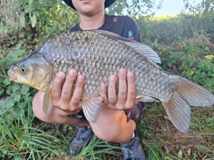 Crucian Carp