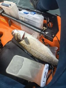European Bass (Seabass)