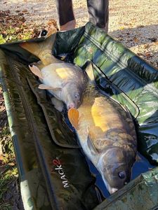 Mirror Carp
