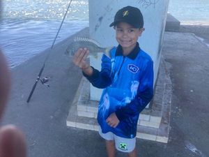 Blue Bream