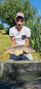 Common Carp