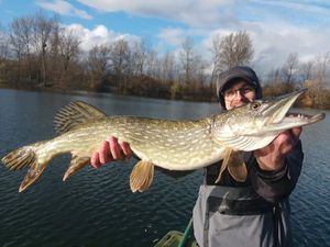 Northern Pike