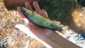 Brown Trout