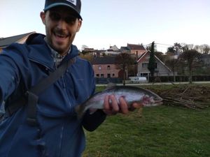 Rainbow Trout