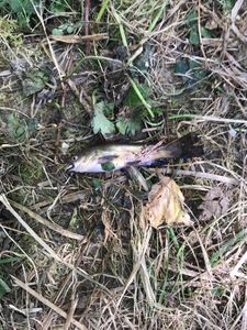 Black Bullhead