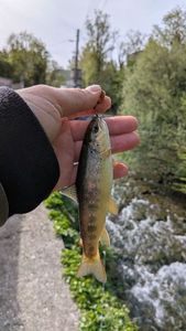 Brown Trout