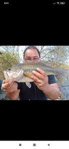 Largemouth Bass