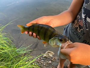 European Perch