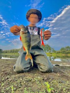 European Perch