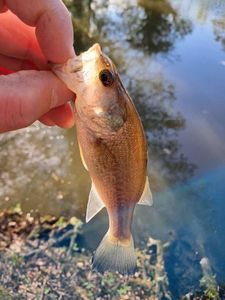Largemouth Bass