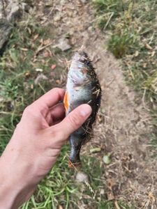 European Perch