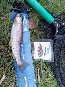 Brown Trout