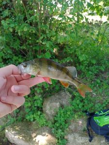 European Perch