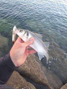 European Bass (Seabass)
