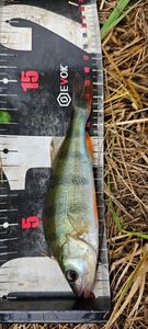 European Perch