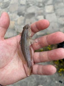 Round Goby