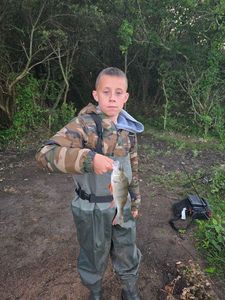 European Perch