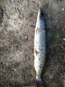 Northern Pike