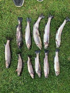 Rainbow Trout