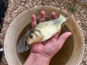 Crucian Carp