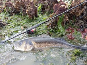 European Bass (Seabass)