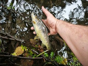 Brown Trout