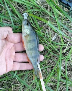 European Perch