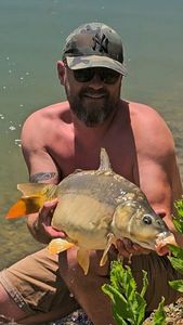 Mirror Carp