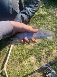 Rainbow Trout