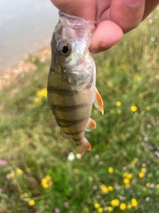 European Perch