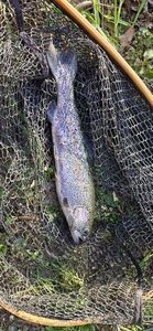 Rainbow Trout