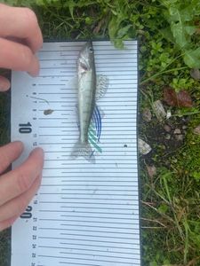 Zander